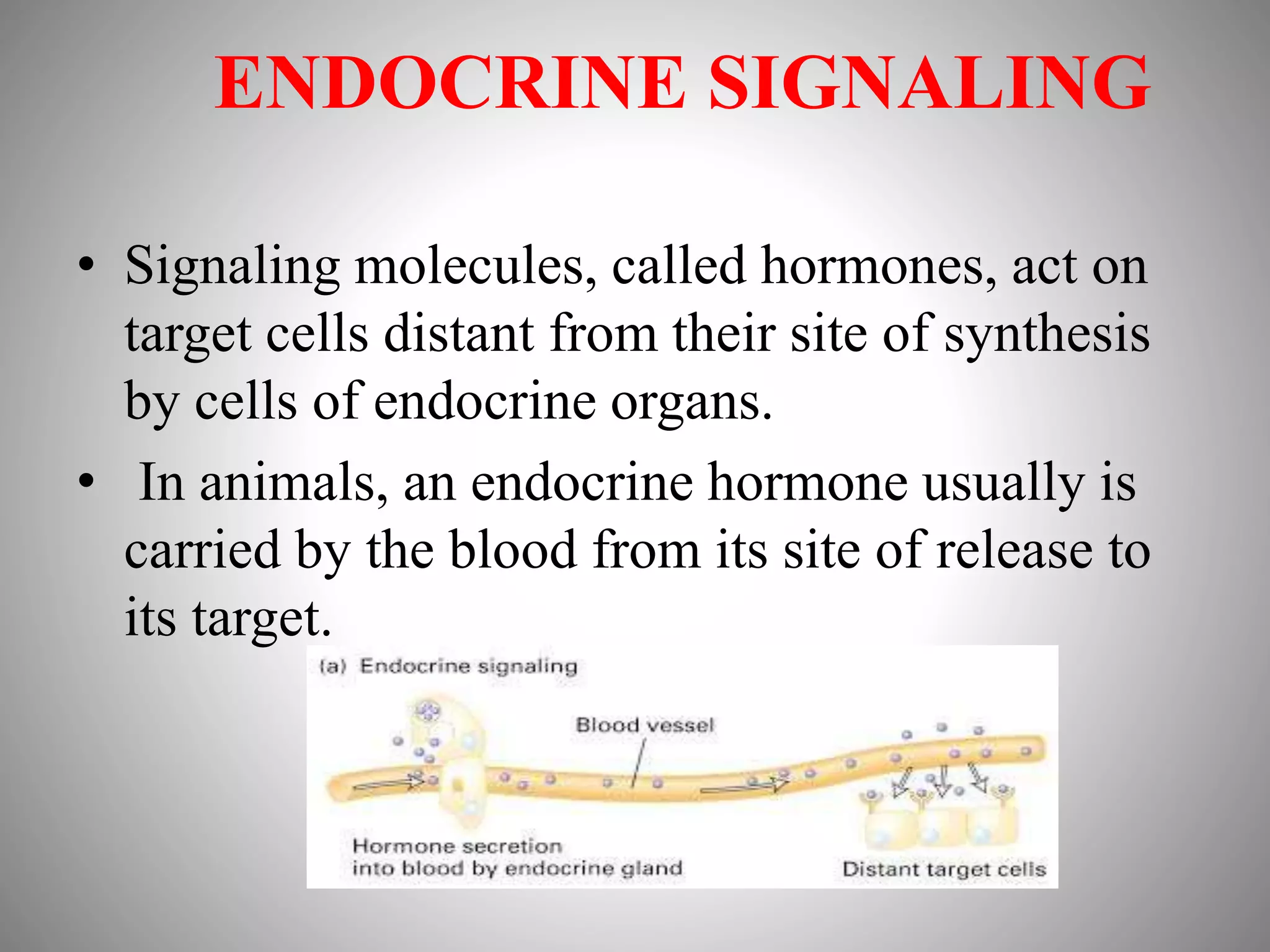 ENDOCRINE SIGNALING
• Signaling molecules, called hormones, act on
target cells distant from their site of synthesis
by cells of endocrine organs.
• In animals, an endocrine hormone usually is
carried by the blood from its site of release to
its target.
 