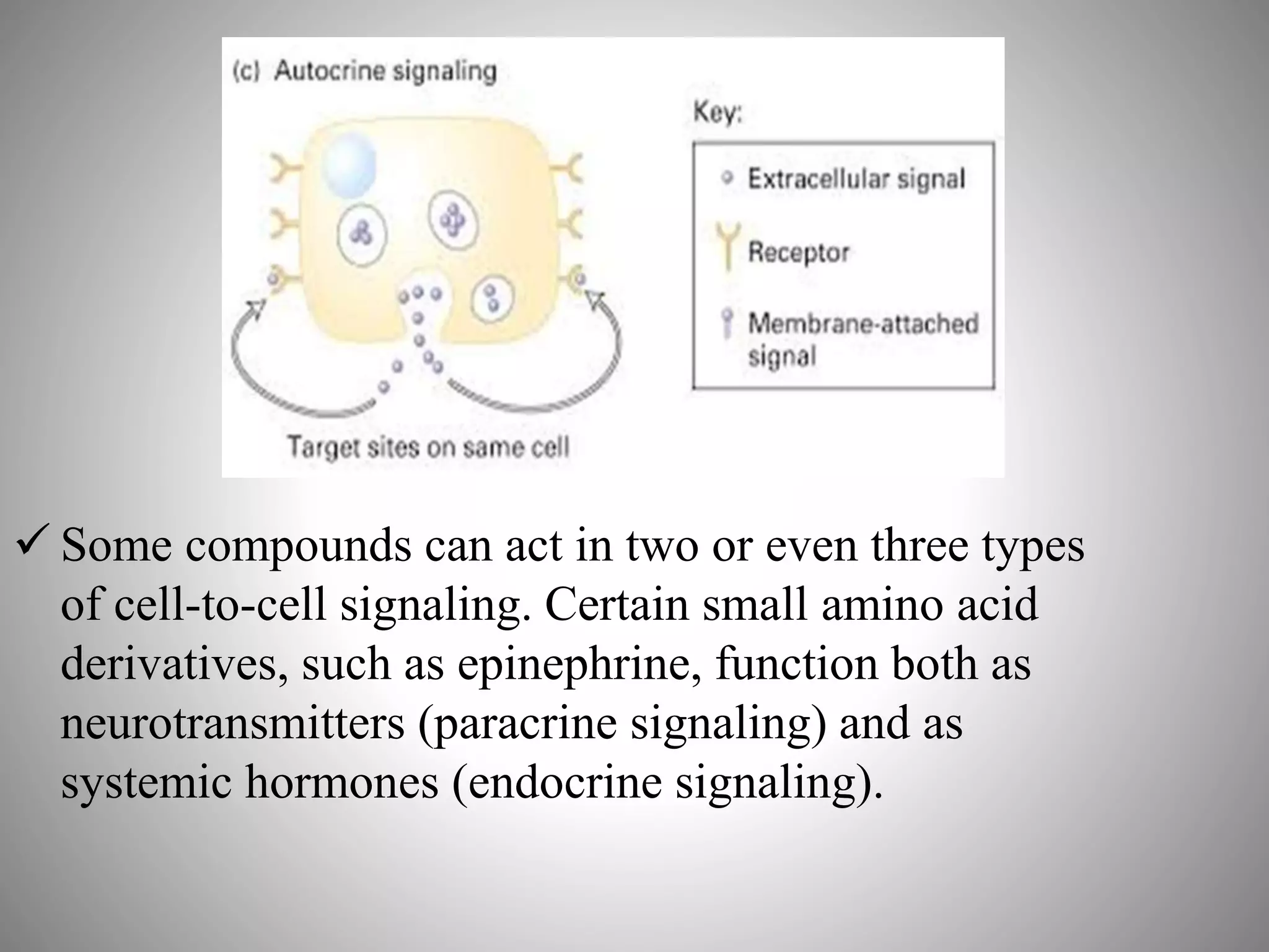  Some compounds can act in two or even three types
of cell-to-cell signaling. Certain small amino acid
derivatives, such as epinephrine, function both as
neurotransmitters (paracrine signaling) and as
systemic hormones (endocrine signaling).
 