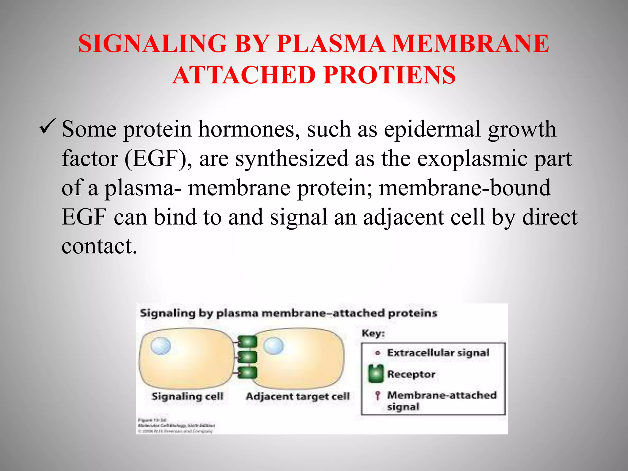 SIGNALING BY PLASMA MEMBRANE
ATTACHED PROTIENS
 Some protein hormones, such as epidermal growth
factor (EGF), are synthesized as the exoplasmic part
of a plasma- membrane protein; membrane-bound
EGF can bind to and signal an adjacent cell by direct
contact.
 