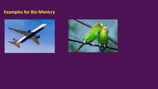 Examples for Bio Mimicry
 