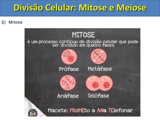 2) Mitose
Divisão Celular: Mitose e MeioseDivisão Celular: Mitose e Meiose
 