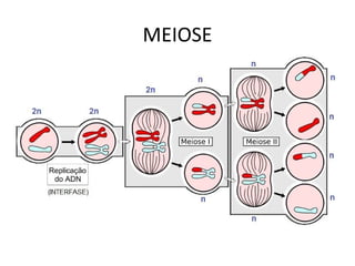 MEIOSE
 