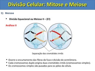 3) Meiose
 Divisão Equacional ou Meiose II – (E!)
Anáfase II
 Ocorre o encurtamento das fibras do fuso e divisão do centrômero.
 Cada cromossomos duplo origina duas cromátides irmãs (cromossomos simples).
 Os cromossomos simples são puxados para os pólos da célula.
Separação das cromátides irmãs
Divisão Celular: Mitose e MeioseDivisão Celular: Mitose e Meiose
 