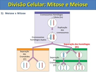 Cromossomos Homólogos
Célula (2n)
Duplicação
dos
cromossomos
Cromossomos
homólogos duplos
Separação dos homólogos
(R!)
Separação
das
Cromátides
(E!)
3) Meiose x Mitose
Separação
das
Cromátides
(E!)
Divisão Celular: Mitose e MeioseDivisão Celular: Mitose e Meiose
 