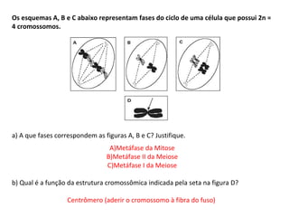 INTERFASE QUE PRECEDE A DIVISÃO
Os esquemas A, B e C abaixo representam fases do ciclo de uma célula que possui 2n =
4 cromossomos.
a) A que fases correspondem as figuras A, B e C? Justifique.
A)Metáfase da Mitose
B)Metáfase II da Meiose
C)Metáfase I da Meiose
b) Qual é a função da estrutura cromossômica indicada pela seta na figura D?
Centrômero (aderir o cromossomo à fibra do fuso)
 
