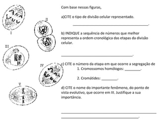INTERFASE QUE PRECEDE A DIVISÃO
Com base nessas figuras,
a)CITE o tipo de divisão celular representado.
______________________________________.
b) INDIQUE a sequência de números que melhor
representa a ordem cronológica das etapas da divisão
celular.
____________________________________.
c) CITE o número da etapa em que ocorre a segregação de
1. Cromossomos homólogos: ________.
2. Cromátides: ________.
d) CITE o nome do importante fenômeno, do ponto de
vista evolutivo, que ocorre em III. Justifique a sua
importância.
________________________________________________
_______________________________________.
 