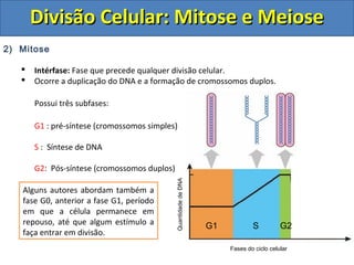 2) Mitose
 Intérfase: Fase que precede qualquer divisão celular.
 Ocorre a duplicação do DNA e a formação de cromossomos duplos.
Possui três subfases:
G1 : pré-síntese (cromossomos simples)
S : Síntese de DNA
G2: Pós-síntese (cromossomos duplos)
QuantidadedeDNA
Fases do ciclo celular
G1 S G2
Alguns autores abordam também a
fase G0, anterior a fase G1, período
em que a célula permanece em
repouso, até que algum estímulo a
faça entrar em divisão.
Divisão Celular: Mitose e MeioseDivisão Celular: Mitose e Meiose
 