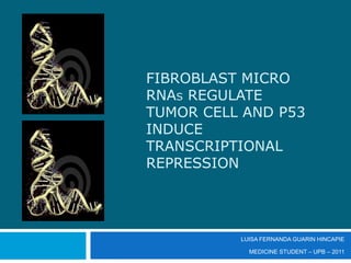 FIBROBLAST MICRO RNAs REGULATE TUMOR CELL AND p53 INDUCE TRANSCRIPTIONAL REPRESSION  LUISA FERNANDA GUARIN HINCAPIE MEDICINE STUDENT – UPB – 2011  