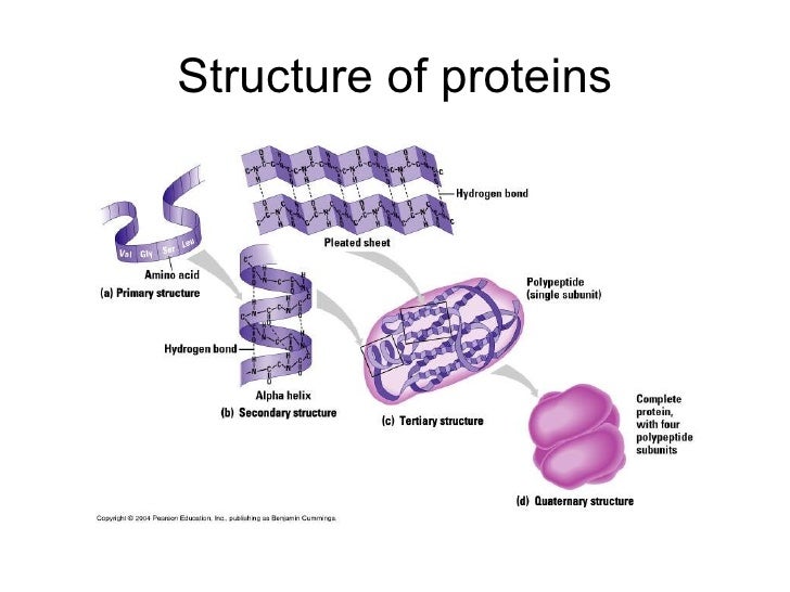 Biomolecules I