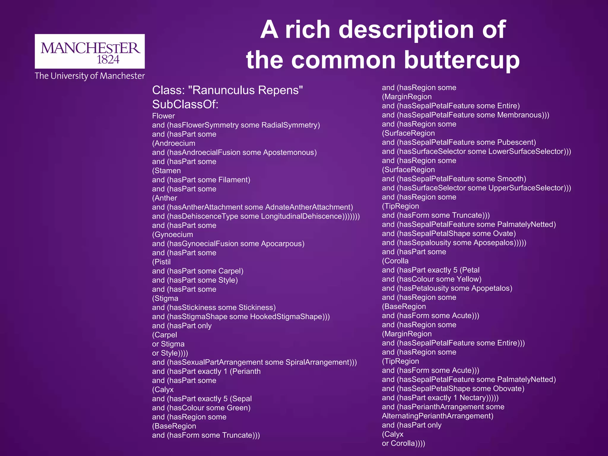 A rich description of
the common buttercup
and (hasRegion some
(MarginRegion
and (hasSepalPetalFeature some Entire)
and (hasSepalPetalFeature some Membranous)))
and (hasRegion some
(SurfaceRegion
and (hasSepalPetalFeature some Pubescent)
and (hasSurfaceSelector some LowerSurfaceSelector)))
and (hasRegion some
(SurfaceRegion
and (hasSepalPetalFeature some Smooth)
and (hasSurfaceSelector some UpperSurfaceSelector)))
and (hasRegion some
(TipRegion
and (hasForm some Truncate)))
and (hasSepalPetalFeature some PalmatelyNetted)
and (hasSepalPetalShape some Ovate)
and (hasSepalousity some Aposepalos)))))
and (hasPart some
(Corolla
and (hasPart exactly 5 (Petal
and (hasColour some Yellow)
and (hasPetalousity some Apopetalos)
and (hasRegion some
(BaseRegion
and (hasForm some Acute)))
and (hasRegion some
(MarginRegion
and (hasSepalPetalFeature some Entire)))
and (hasRegion some
(TipRegion
and (hasForm some Acute)))
and (hasSepalPetalFeature some PalmatelyNetted)
and (hasSepalPetalShape some Obovate)
and (hasPart exactly 1 Nectary)))))
and (hasPerianthArrangement some
AlternatingPerianthArrangement)
and (hasPart only
(Calyx
or Corolla))))
Class: "Ranunculus Repens"
SubClassOf:
Flower
and (hasFlowerSymmetry some RadialSymmetry)
and (hasPart some
(Androecium
and (hasAndroecialFusion some Apostemonous)
and (hasPart some
(Stamen
and (hasPart some Filament)
and (hasPart some
(Anther
and (hasAntherAttachment some AdnateAntherAttachment)
and (hasDehiscenceType some LongitudinalDehiscence)))))))
and (hasPart some
(Gynoecium
and (hasGynoecialFusion some Apocarpous)
and (hasPart some
(Pistil
and (hasPart some Carpel)
and (hasPart some Style)
and (hasPart some
(Stigma
and (hasStickiness some Stickiness)
and (hasStigmaShape some HookedStigmaShape)))
and (hasPart only
(Carpel
or Stigma
or Style))))
and (hasSexualPartArrangement some SpiralArrangement)))
and (hasPart exactly 1 (Perianth
and (hasPart some
(Calyx
and (hasPart exactly 5 (Sepal
and (hasColour some Green)
and (hasRegion some
(BaseRegion
and (hasForm some Truncate)))
 