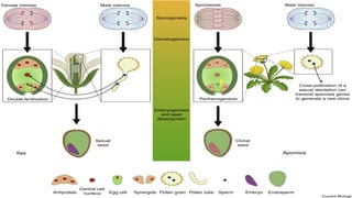 Bio-plant-reproduction-developmeny g -12 | PPTX