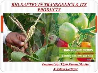 Prepared By: Vipin Kumar Shukla
Assistant Lecturer
BIO-SAFTEY IN TRANSGENICS & ITS
PRODUCTS
 