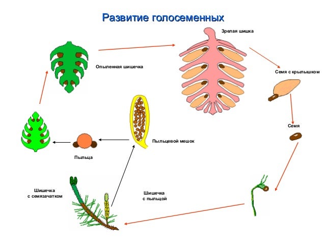 Биология в схемах и таблицах