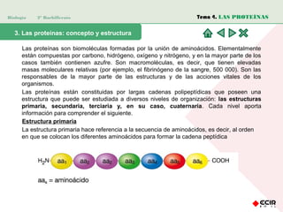 Biología

2º Bachillerato

Tema 4. LAS PROTEÍNAS

3. Las proteínas: concepto y estructura
Las proteínas son biomoléculas formadas por la unión de aminoácidos. Elementalmente
están compuestas por carbono, hidrógeno, oxígeno y nitrógeno, y en la mayor parte de los
casos también contienen azufre. Son macromoléculas, es decir, que tienen elevadas
masas moleculares relativas (por ejemplo, el fibrinógeno de la sangre, 500 000). Son las
responsables de la mayor parte de las estructuras y de las acciones vitales de los
organismos.
Las proteínas están constituidas por largas cadenas polipeptídicas que poseen una
estructura que puede ser estudiada a diversos niveles de organización: las estructuras
primaria, secundaria, terciaria y, en su caso, cuaternaria. Cada nivel aporta
información para comprender el siguiente.
Estructura primaria
La estructura primaria hace referencia a la secuencia de aminoácidos, es decir, al orden
en que se colocan los diferentes aminoácidos para formar la cadena peptídica

 