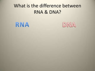 What is the difference between
RNA & DNA?

 