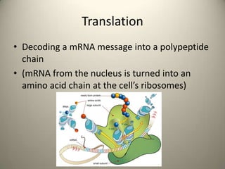 Translation
• Decoding a mRNA message into a polypeptide
chain
• (mRNA from the nucleus is turned into an
amino acid chain at the cell’s ribosomes)

 