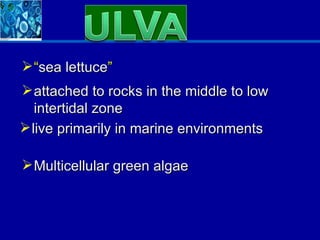  “sea lettuce”
 attached to rocks in the middle to low
   intertidal zone
 live primarily in marine environments

 Multicellular green algae
 