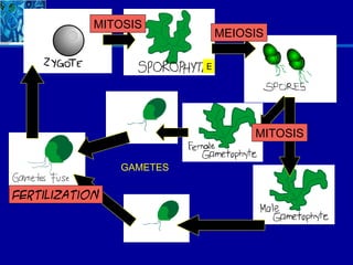 MITOSIS
                              MEIOSIS

                          E




                                   MITOSIS

                GAMETES

Fertilization
 
