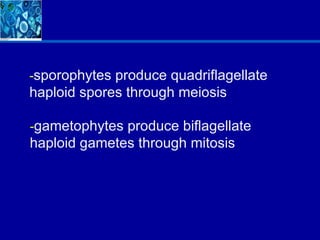 -sporophytes produce quadriflagellate
haploid spores through meiosis

-gametophytes produce biflagellate
haploid gametes through mitosis
 