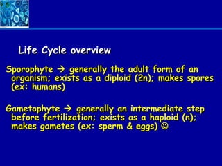 Life Cycle overview
Sporophyte  generally the adult form of an
 organism; exists as a diploid (2n); makes spores
 (ex: humans)

Gametophyte  generally an intermediate step
 before fertilization; exists as a haploid (n);
 makes gametes (ex: sperm & eggs) 
 