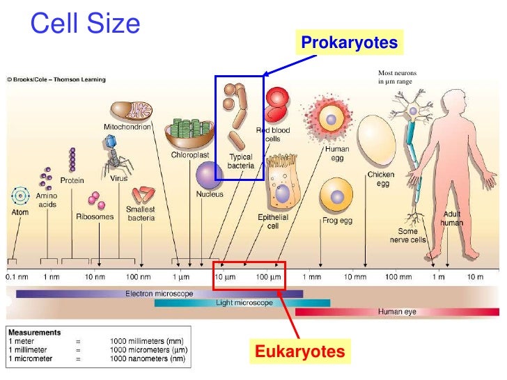 bio003 part1 cell and dna size of cell