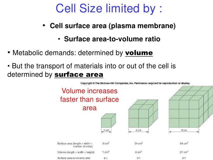 bio003 part1 cell and dna cell size is limited by