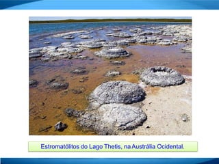 Estromatólitos do Lago Thetis, na Austrália Ocidental.
 