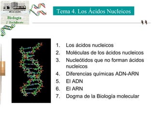 Tema 4. Los Ácidos Nucleicos 
1. Los ácidos nucleicos 
2. Moléculas de los ácidos nucleicos 
3. Nucleótidos que no forman ácidos 
nucleicos 
4. Diferencias químicas ADN-ARN 
5. El ADN 
6. El ARN 
7. Dogma de la Biología molecular 
 