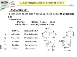 4.2 Las moléculas de los ácidos nucleicos 
NUCLEÓSIDOS 
• Son la unión de una base N con una pentosa (enlace N-glucosídico 
o b). 
• Se nombran: 
– Purinas: (desoxi-) + Base + -osina 
– Pirimidinas: (desoxi-) + Base + -idina 
RIBOSA DESOXIRRIBOSA 
A Adenosina Desoxiadenosina 
G Guanosina Desoxiguanosina 
C Citidina Desoxicitidina 
T Timidina Desoxitimidina 
U Uridina Desoxiuridina 
 