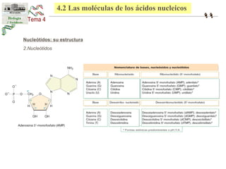 4.2 Las moléculas de los ácidos nucleicos 
Nucleótidos: su estructura 
2.Nucleótidos 
 