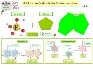 4.2 Las moléculas de los ácidos nucleicos 
Ion fosfato Pentosa Base nitrogenada 
+ + 
VOLVER PENTOSAS 
Bases púricas Bases pirimidínicas 
Adenina Guanina 
Uracilo 
Citosina 
Timina 
ADN, ARN 
ARN ADN 
ADN, ARN ADN, ARN 
 