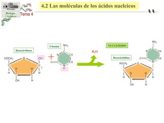 4.2 Las moléculas de los ácidos nucleicos 
Citosina 
Desoxirribosa + 
H2O 
NUCLEÓSIDO 
Desoxicitidina 
5 
 
