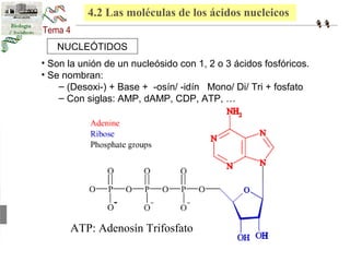 4.2 Las moléculas de los ácidos nucleicos 
NUCLEÓTIDOS 
• Son la unión de un nucleósido con 1, 2 o 3 ácidos fosfóricos. 
• Se nombran: 
– (Desoxi-) + Base + -osín/ -idín Mono/ Di/ Tri + fosfato 
– Con siglas: AMP, dAMP, CDP, ATP, … 
ATP: Adenosín Trifosfato 
 