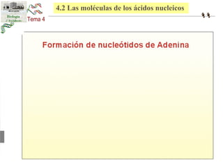 4.2 Las moléculas de los ácidos nucleicos 
 