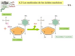 1 + NUCLEÓTIDO 
NUCLEÓSIDO 
H2O 
Desoxicitidina-5’-monofosfato 
Ácido fosfórico 
4.2 Las moléculas de los ácidos nucleicos 
 