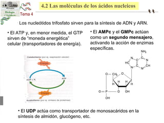 4.2 Las moléculas de los ácidos nucleicos 
• Los nucleótidos trifosfato sirven para la síntesis de ADN y ARN. 
• El ATP y, en menor medida, el GTP 
sirven de “moneda energética” 
celular (transportadores de energía). 
• El AMPc y el GMPc actúan 
como un segundo mensajero, 
activando la acción de enzimas 
específicas. 
• El UDP actúa como transportador de monosacáridos en la 
síntesis de almidón, glucógeno, etc. 
 