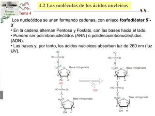 4.2 Las moléculas de los ácidos nucleicos 
Los nucleótidos se unen formando cadenas, con enlace fosfodiéster 5´- 
3´ 
• En la cadena alternan Pentosa y Fosfato, con las bases hacia el lado. 
• Pueden ser polirribonucleótidos (ARN) o polidesoxirribonucleótidos 
(ADN). 
• Las bases y, por tanto, los ácidos nucleicos absorben luz de 260 nm (luz 
UV). 
 