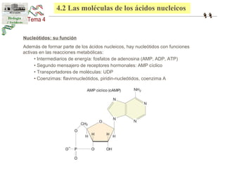 4.2 Las moléculas de los ácidos nucleicos 
Nucleótidos: su función 
Además de formar parte de los ácidos nucleicos, hay nucleótidos con funciones 
activas en las reacciones metabólicas: 
• Intermediarios de energía: fosfatos de adenosina (AMP, ADP, ATP) 
• Segundo mensajero de receptores hormonales: AMP cíclico 
• Transportadores de moléculas: UDP 
• Coenzimas: flavinnucleótidos, piridin-nucleótidos, coenzima A 
 