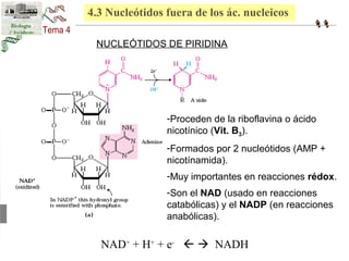 4.3 Nucleótidos fuera de los ác. nucleicos 
NUCLEÓTIDOS DE PIRIDINA 
-Proceden de la riboflavina o ácido 
nicotínico (Vit. B3). 
-Formados por 2 nucleótidos (AMP + 
nicotínamida). 
-Muy importantes en reacciones rédox. 
-Son el NAD (usado en reacciones 
catabólicas) y el NADP (en reacciones 
anabólicas). 
NAD+ + H+ + e-   NADH 
 