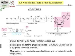 4.3 Nucleótidos fuera de los ác. nucleicos 
COENZIMA A 
– Deriva del ADP y del Ácido Pantoténico (Vit. B5). 
– Se usa para transferir grupos acetilos ( CH3-COO-), que se unen 
a su grupo sulfhidrilo terminal. 
– Muy usado en el metabolismo de los lípidos y en el catabolismo de 
los glúcidos. 
 