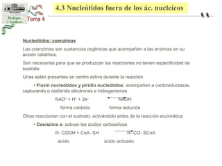 4.3 Nucleótidos fuera de los ác. nucleicos 
Nucleótidos: coenzimas 
Las coenzimas son sustancias orgánicas que acompañan a las enzimas en su 
acción catalítica. 
Son necesarias para que se produzcan las reacciones no tienen especificidad de 
sustrato. 
Unas están presentes en centro activo durante la reacción 
• Flavín nucleótidos y piridín nucleótidos: acompañan a oxidoreductasas 
capturando o cediendo electrones e hidrogeniones 
NAD+ + H+ + 2e– NADH 
forma oxidada forma reducida 
Otras reaccionan con el sustrato, activándolo antes de la reacción enzimática: 
• Coenzima a: activan los ácidos carboxilícos 
R- COOH + CoA- SH R- CO- SCoA 
ácido ácido activado 
 