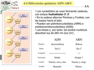 4.4 Diferencias químicas ADN-ARN 
• Los nucleótidos se unen formando cadenas, 
con enlace fosfodiéster 5´-3´ 
• En la cadena alternan Pentosa y Fosfato, con 
las bases hacia el lado. 
• Pueden ser polirribonucleótidos (ARN) o 
polidesoxirribonucleótidos (ADN). 
• Las bases y, por tanto, los ácidos nucleicos 
absorben luz de 260 nm (luz UV). 
ADN ARN 
Pentosa desoxirribosa Ribosa 
Bases Sin U Sin T 
Longitud --------------------- --- 
Estructura Doble Simple * 
Localiz. Núcleo, mit y clor. Nucleo y citop. 
Estable Bastante Menos 
 