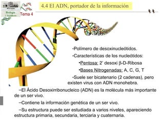 4.4 El ADN, portador de la información 
-Polímero de desoxinucleótidos. 
-Características de los nucleótidos: 
•Pentosa: 2’ desoxi b-D-Ribosa 
•Bases Nitrogenadas: A, C, G, T 
-Suele ser bicatenario (2 cadenas), pero 
existen virus con ADN monohebra. 
–El Ácido Desoxirribonucleico (ADN) es la molécula más importante 
de un ser vivo. 
–Contiene la información genética de un ser vivo. 
–Su estructura puede ser estudiada a varios niveles, apareciendo 
estructura primaria, secundaria, terciaria y cuaternaria. 
 