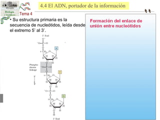 4.4 El ADN, portador de la información 
• Su estructura primaria es la 
secuencia de nucleótidos, leída desde 
el extremo 5’ al 3’. 
 
