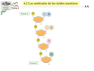 4.2 Las moléculas de los ácidos nucleicos 
Extremo 5’ 
Extremo 3’ 
 