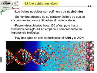 4.1 Los ácidos nucleicos 
–Los ácidos nucleicos son polímeros de nucleótidos. 
–Su nombre procede de su carácter ácido y de que se 
encuentran en gran cantidad en el núcleo celular. 
–Fueron descubiertos hace 150 años, pero hasta 
mediados del siglo XX no empezó a comprenderse su 
importancia biológica. 
–Hay dos tipos de ácidos nucleicos: el ARN y el ADN. 
 