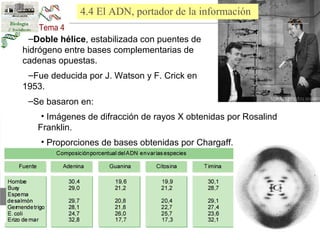 4.4 El ADN, portador de la información 
–Doble hélice, estabilizada con puentes de 
hidrógeno entre bases complementarias de 
cadenas opuestas. 
–Fue deducida por J. Watson y F. Crick en 
1953. 
–Se basaron en: 
• Imágenes de difracción de rayos X obtenidas por Rosalind 
Franklin. 
• Proporciones de bases obtenidas por Chargaff. 
 