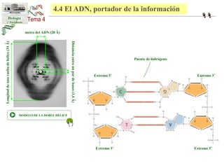 4.4 El ADN, portador de la información 
Puente de hidrógeno 
Extremo 3’ 
Extremo 5’ 
Extremo 3’ Extremo 5’ 
Diámetro del ADN (20 Ǻ) 
Longitud de una vuelta de hélice (34 Ǻ) 
Distancia entre un par de bases (3,4 Ǻ) 
MODELO DE LA DOBLE HÉLICE 
 