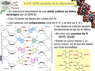 4.4 El ADN, portador de la información 
– Su estructura secundaria es una doble cadena en hélice 
dextrógira (en el ADN-B) 
– Con 10 pares de bases por vuelta (34 Å) 
– Las cadenas son antiparalelas (una es 5´-3´ y la otra es 3´-5´) 
• Las bases se colocan perpen-dicularmente 
al eje de la hélice. 
• Se unen con puentes de H 
(A=T) (CºG) 
• Existe un surco menor y un 
surco mayor, en el que las bases 
son más accesibles. 
 