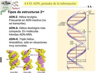 4.4 El ADN, portador de la información 
Tipos de estructuras 2as 
ADN-Z. Hélice levógira. 
Frecuente en ADN inactivo (no 
se transcribe). 
ADN-A. Hélice dextrógira más 
compacta. En moléculas 
híbridas ADN-ARN. 
ADN-H. Triple hélice. 
Anecdótico, sólo en situaciones 
muy concretas. 
 